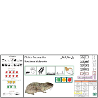 گونه ول حفار افغانی  Southern Mole-Vole